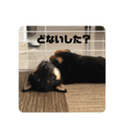 黒豆柴 ふく（個別スタンプ：24）