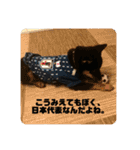 黒豆柴 ふく（個別スタンプ：25）