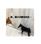 黒豆柴 ふく（個別スタンプ：26）