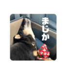 黒豆柴 ふく（個別スタンプ：28）