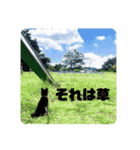 黒豆柴 ふく（個別スタンプ：30）