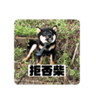 黒豆柴 ふく（個別スタンプ：32）