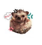 ハリネズミのカクタス君（個別スタンプ：1）
