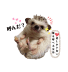 ハリネズミのカクタス君（個別スタンプ：2）