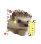 ハリネズミのカクタス君（個別スタンプ：4）