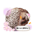 ハリネズミのカクタス君（個別スタンプ：5）