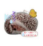 ハリネズミのカクタス君（個別スタンプ：6）