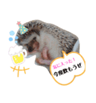ハリネズミのカクタス君（個別スタンプ：7）