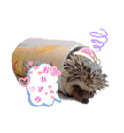 ハリネズミのカクタス君（個別スタンプ：8）