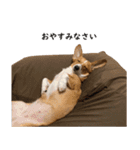 犬のこなつスタンプ2（個別スタンプ：2）