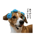 犬のこなつスタンプ2（個別スタンプ：3）