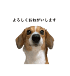 犬のこなつスタンプ2（個別スタンプ：4）