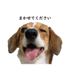 犬のこなつスタンプ2（個別スタンプ：6）