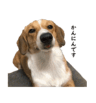 犬のこなつスタンプ2（個別スタンプ：7）