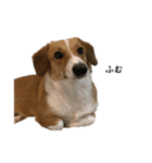 犬のこなつスタンプ2（個別スタンプ：8）