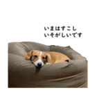犬のこなつスタンプ2（個別スタンプ：10）