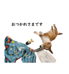 犬のこなつスタンプ2（個別スタンプ：12）