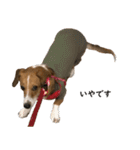 犬のこなつスタンプ2（個別スタンプ：13）