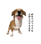 犬のこなつスタンプ2（個別スタンプ：14）