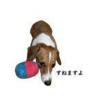 犬のこなつスタンプ2（個別スタンプ：15）