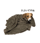 犬のこなつスタンプ2（個別スタンプ：16）