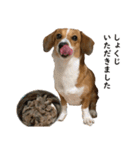 犬のこなつスタンプ2（個別スタンプ：17）