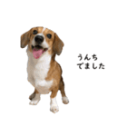 犬のこなつスタンプ2（個別スタンプ：18）