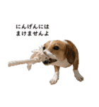 犬のこなつスタンプ2（個別スタンプ：19）