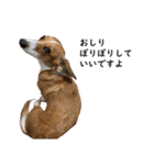 犬のこなつスタンプ2（個別スタンプ：20）