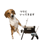犬のこなつスタンプ2（個別スタンプ：21）
