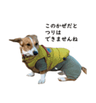 犬のこなつスタンプ2（個別スタンプ：22）