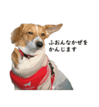 犬のこなつスタンプ2（個別スタンプ：23）