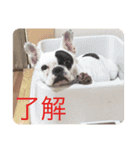 Adors（個別スタンプ：1）