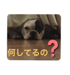 Adors（個別スタンプ：12）