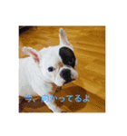 Adors（個別スタンプ：16）
