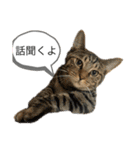 マチネとソワレ（個別スタンプ：3）