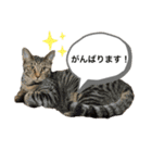 マチネとソワレ（個別スタンプ：7）
