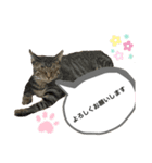 マチネとソワレ（個別スタンプ：8）