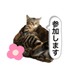 マチネとソワレ（個別スタンプ：12）