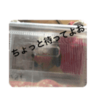 日常的に使える小動物（個別スタンプ：6）