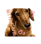 candy stamp19（個別スタンプ：5）