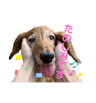 candy stamp19（個別スタンプ：8）