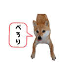 こうたくん4（個別スタンプ：12）