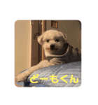 ぽんのの4（個別スタンプ：11）