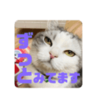 pinoのスタンプです！！！（個別スタンプ：7）