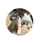 pinoのスタンプです！！！（個別スタンプ：23）