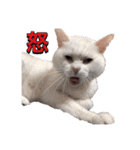 日常で使えるあずま語録4（個別スタンプ：23）