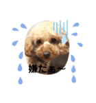 フィコ＆かえで（個別スタンプ：14）