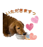 実写わんこスタンプ ダックス編（個別スタンプ：3）