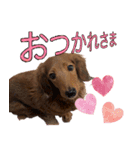 実写わんこスタンプ ダックス編（個別スタンプ：4）